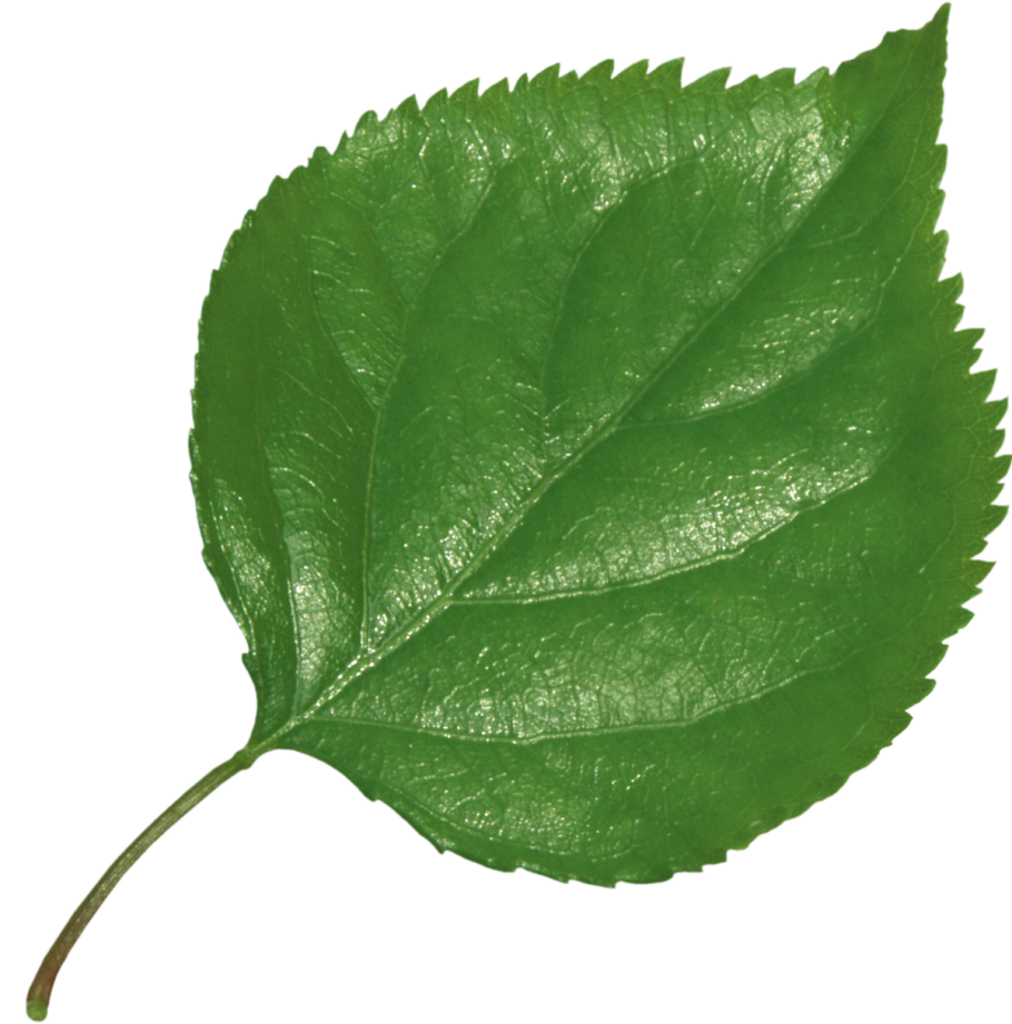 Листок березы