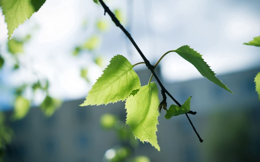 Берёза бумажная