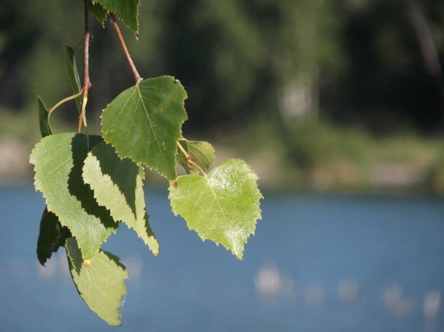 Листок березы