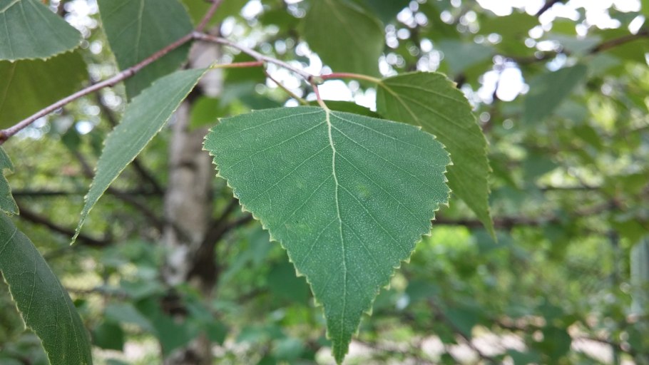 Березовый лист