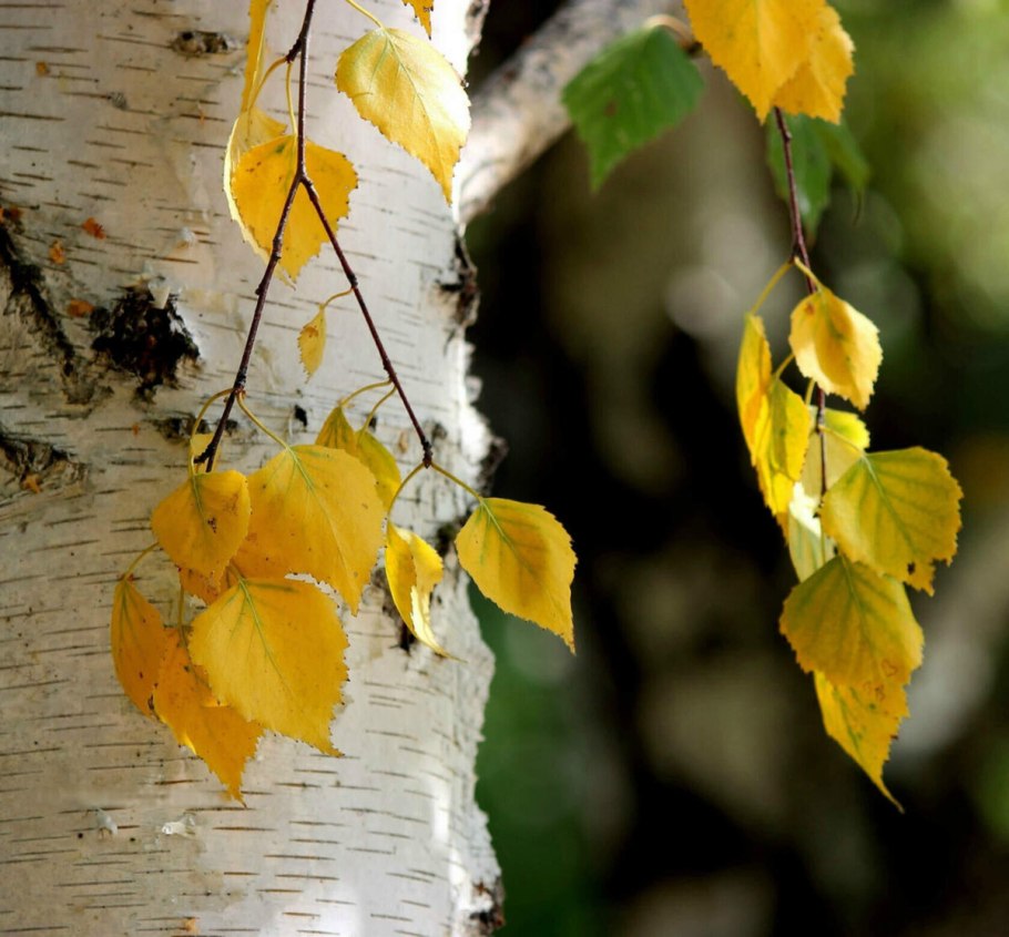 Осенние листья березы