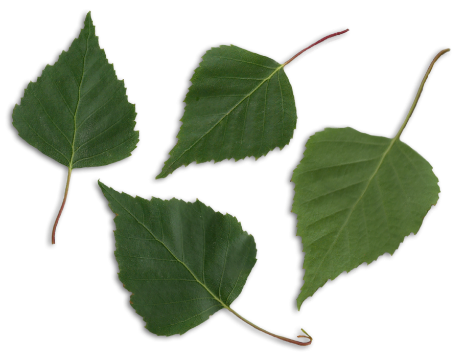 Берёза листья