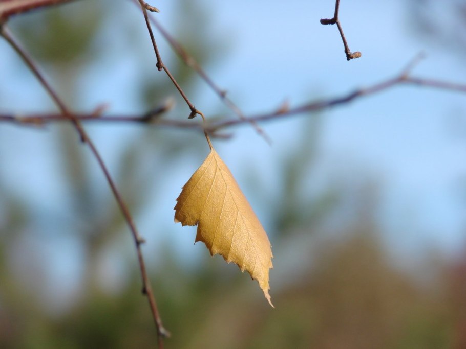 Березовый лист осенью