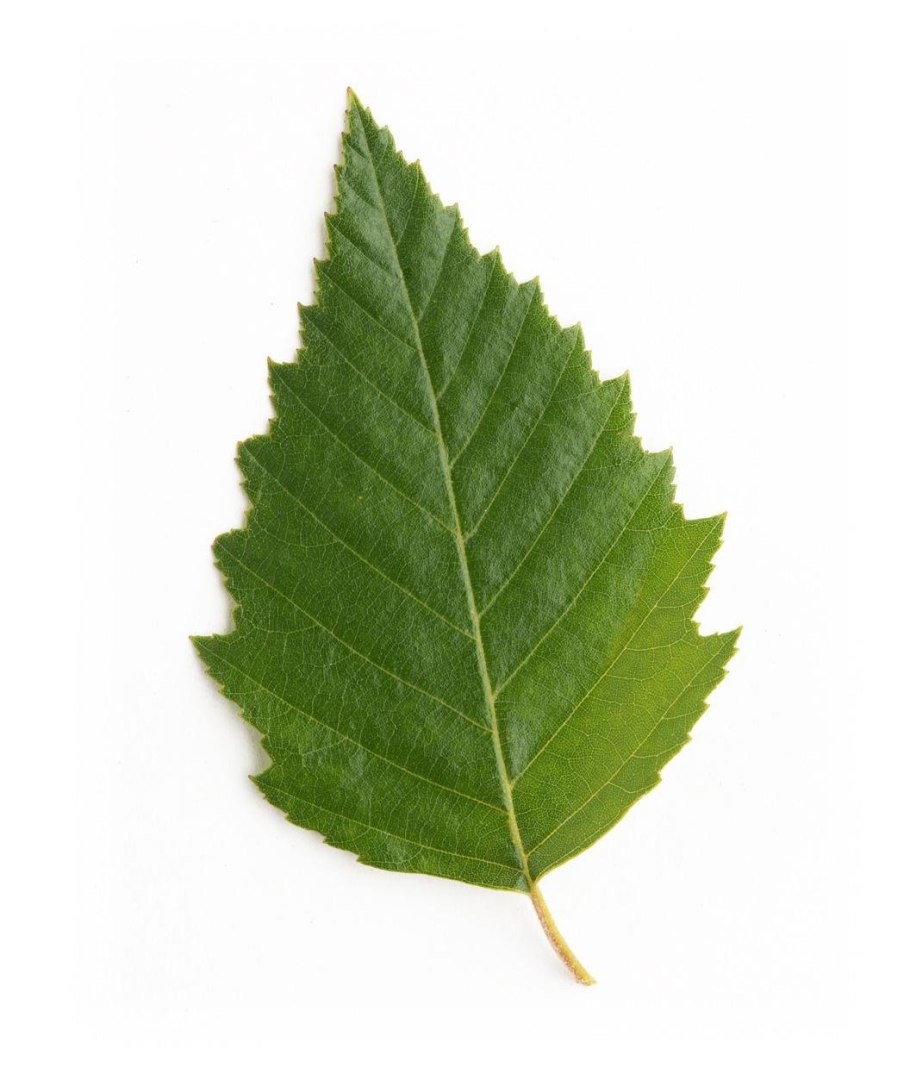 Берёза листья