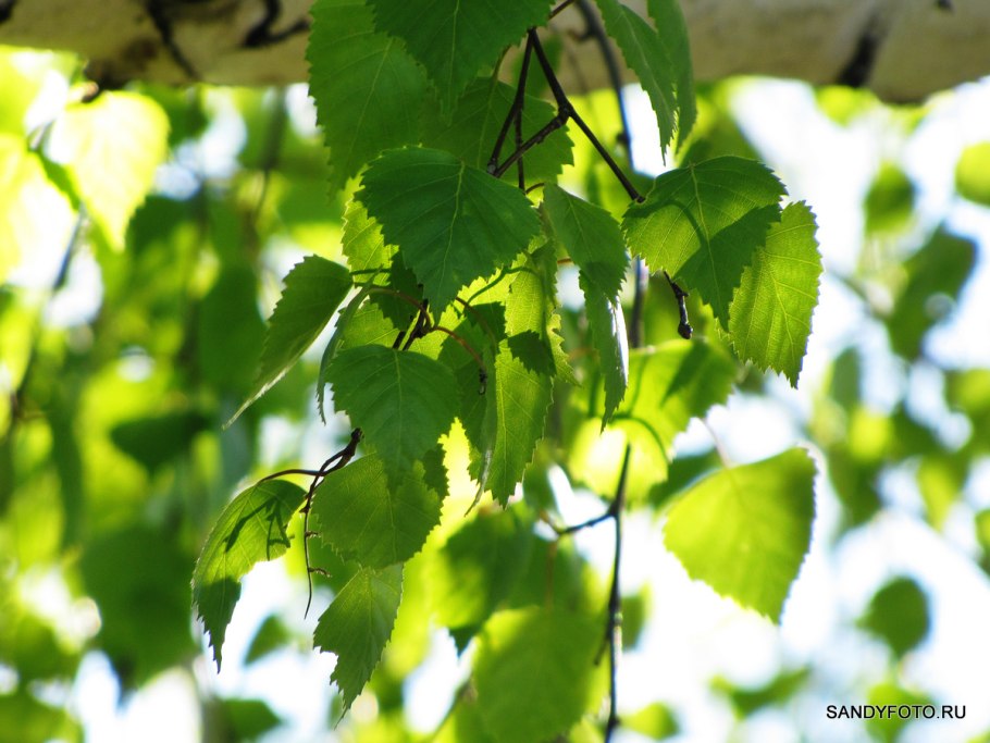 Березовые ветки на фоне неба
