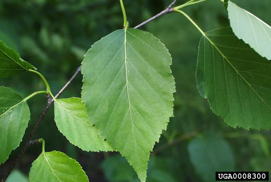 Береза повислая прилистники