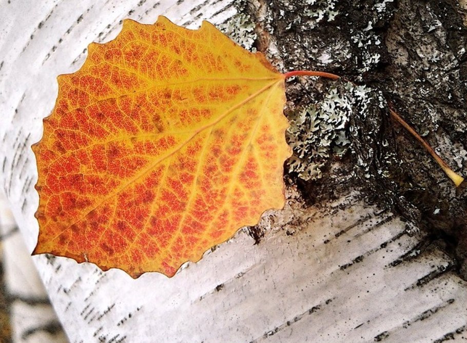 Березовый лист осенью