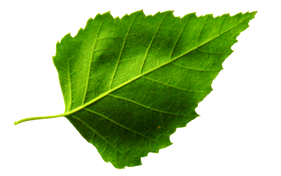 Березовые листочки