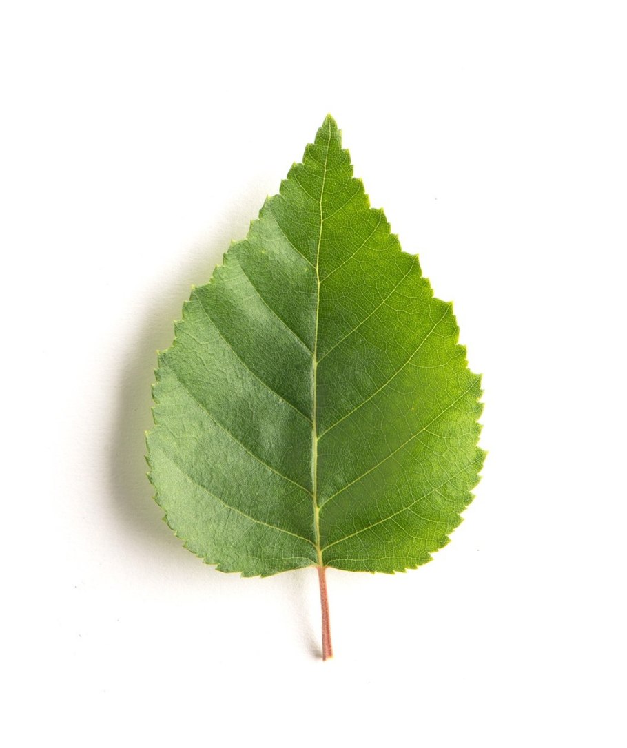 Березовый лист