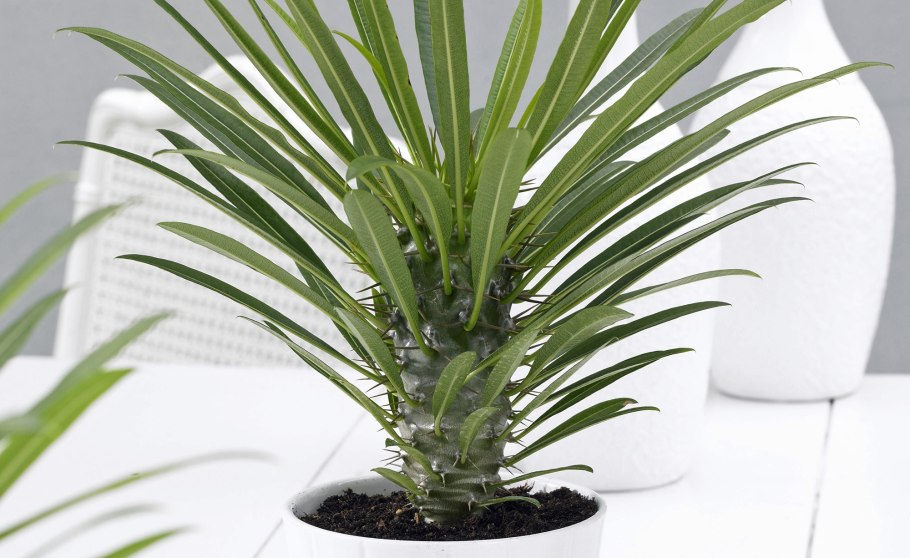 Пахиподиум ламера