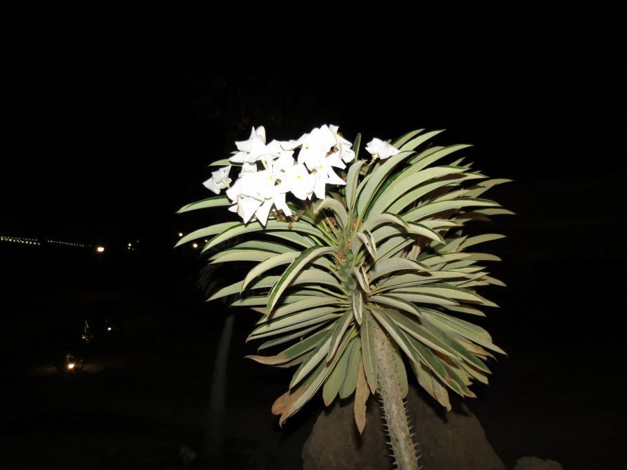 Пахиподиум Рутенберга