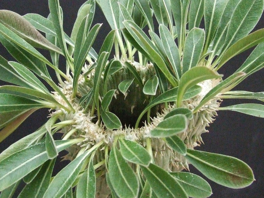 Орхидея пахиподиум