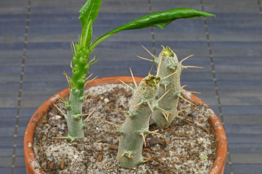 Пахиподиум Сандерса