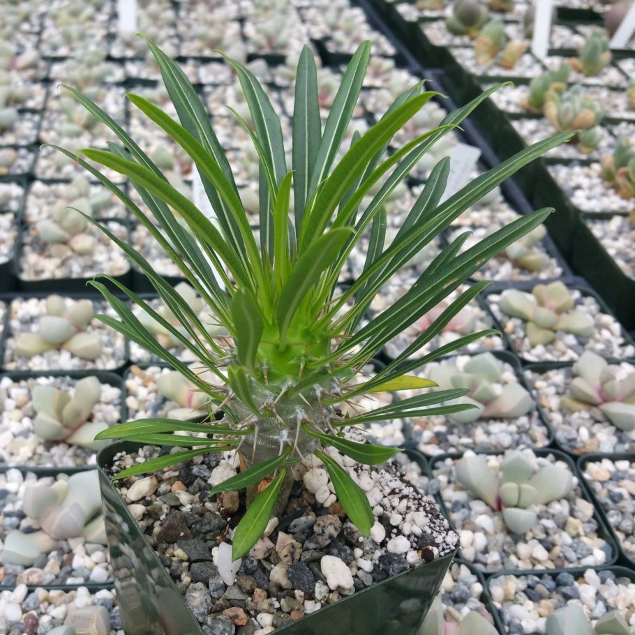 Pachypodium saundersii