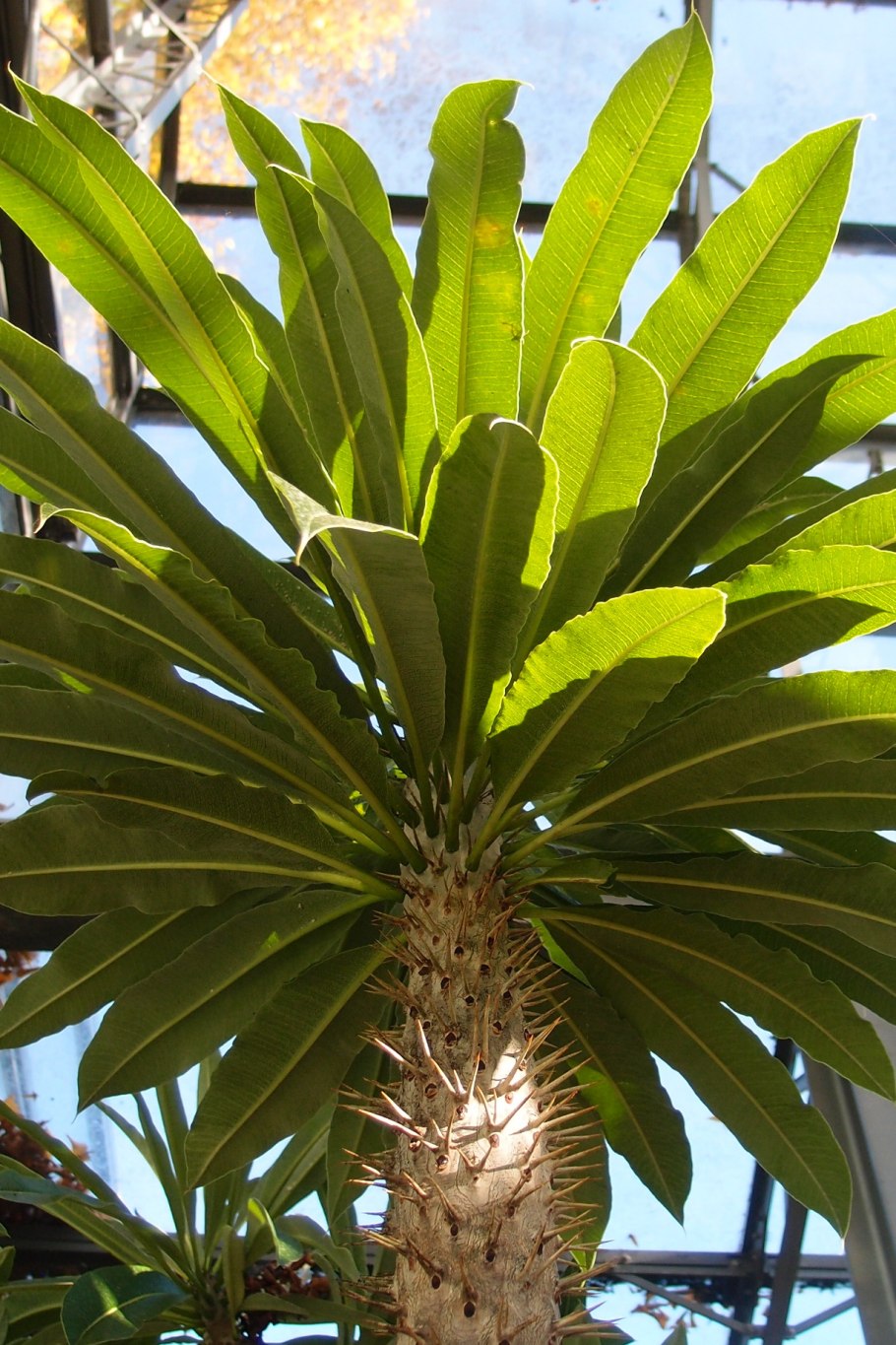 Пазиподиум ламера цвет