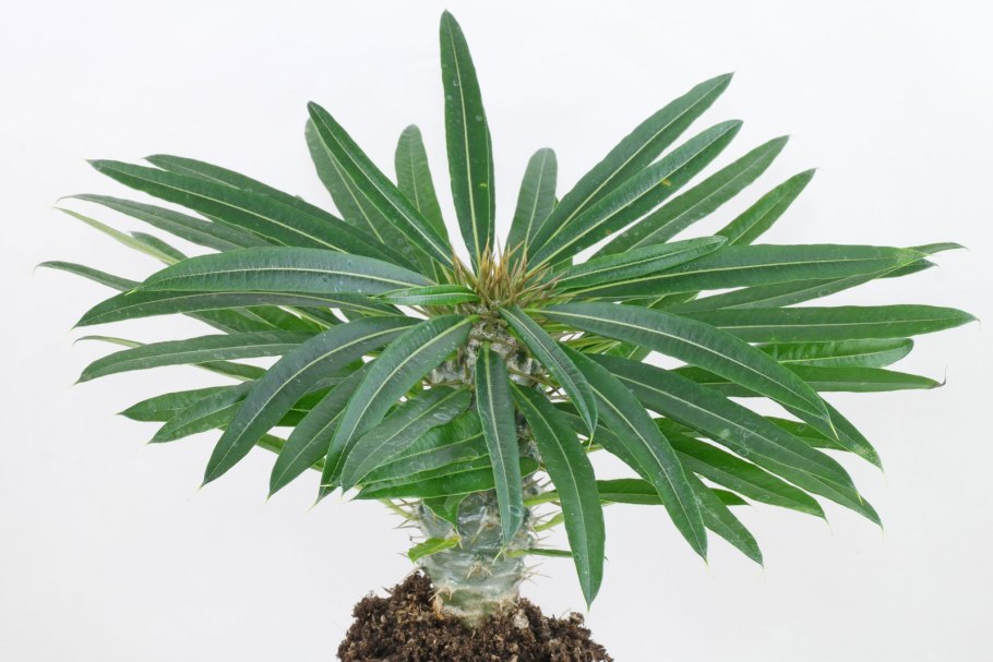 Пахиподиум ламера