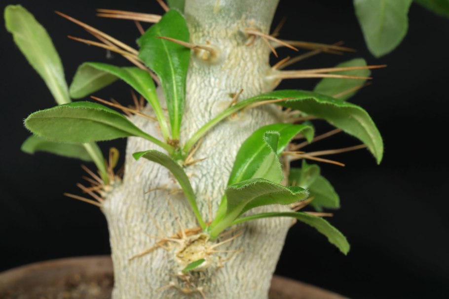 Кактус пахиподиум