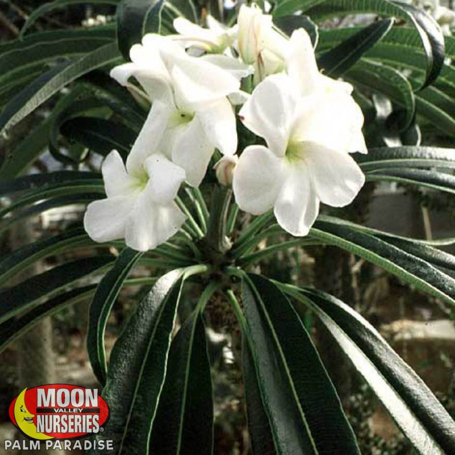 Кактус пахиподиум ламера