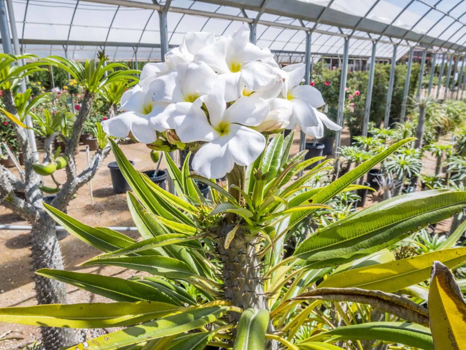 Пахиподиум ламера (40)