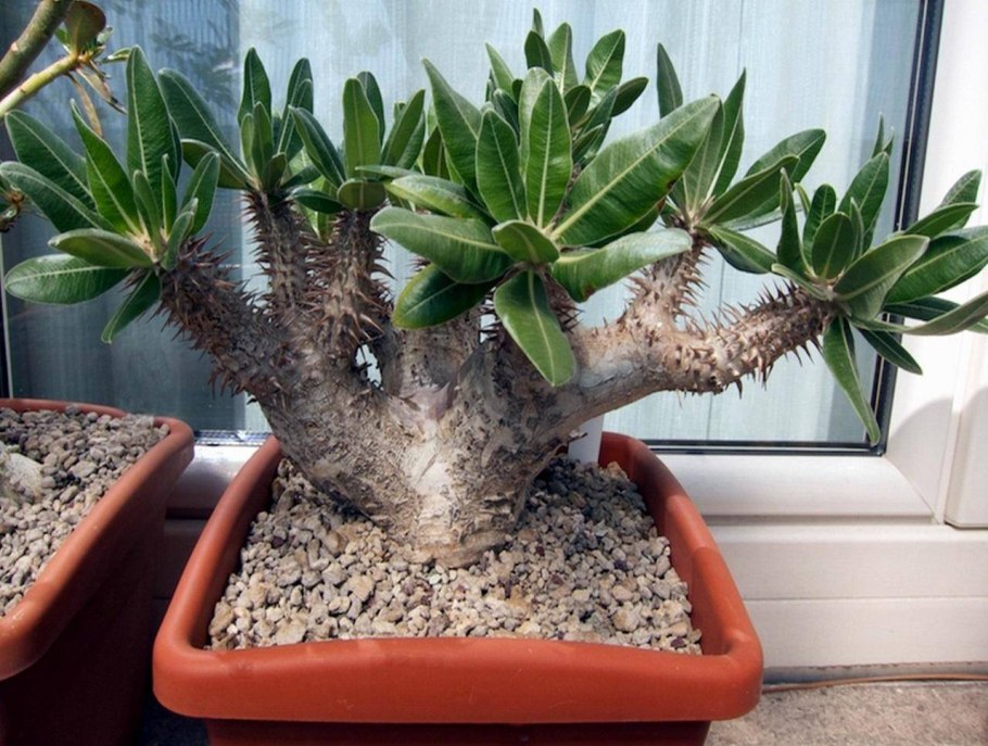 Пахиподиум ламера