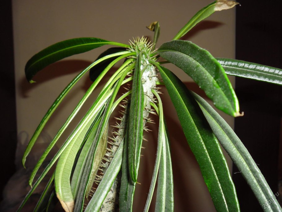 Пахиподиум комнатный цветок