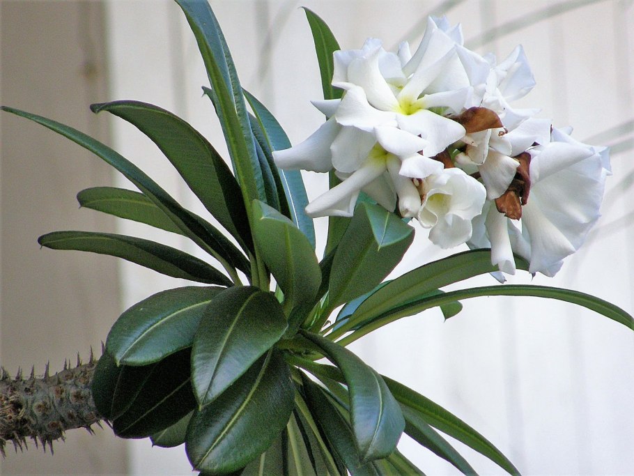 Пахиподиум namaquanum