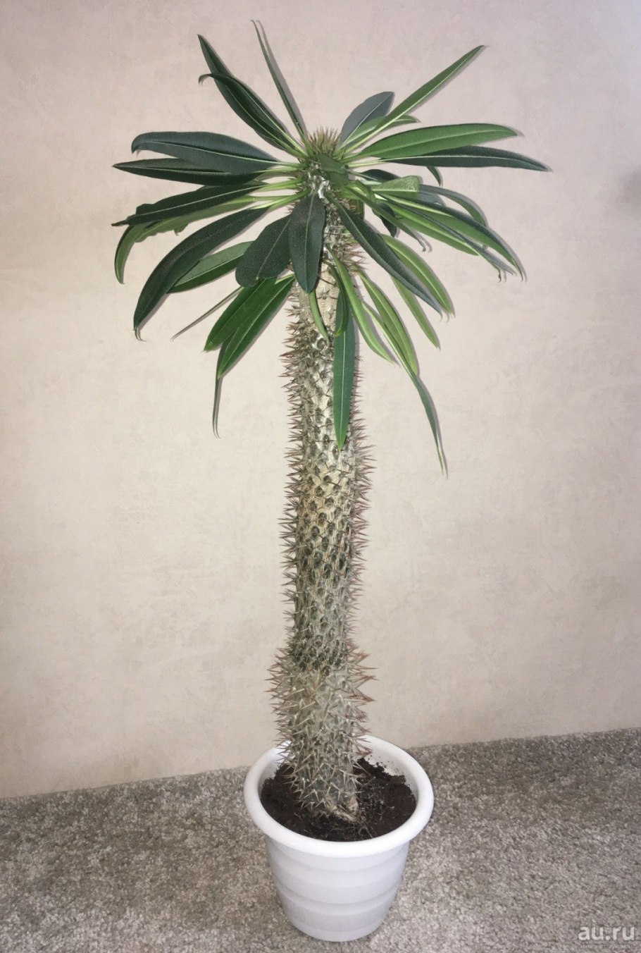 Пахиподиум Сандерса