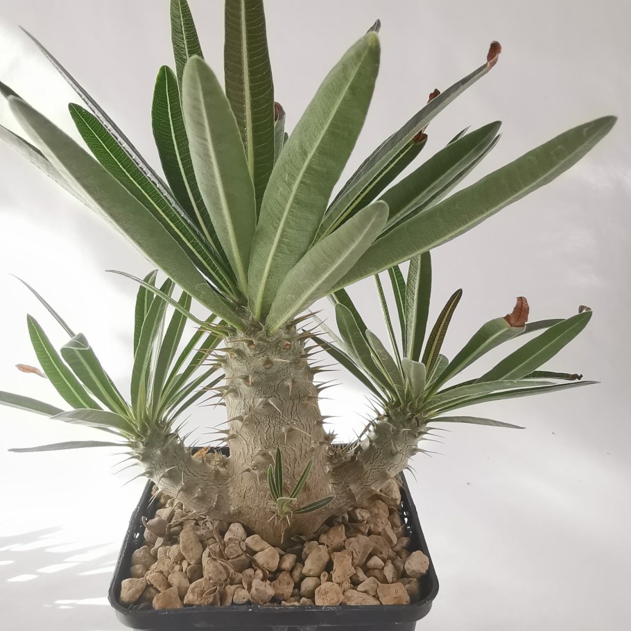 Суккулент пахиподиум Ламери