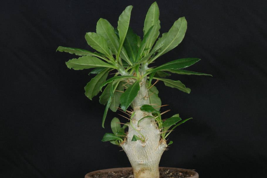 Эуфорбия пахиподиум