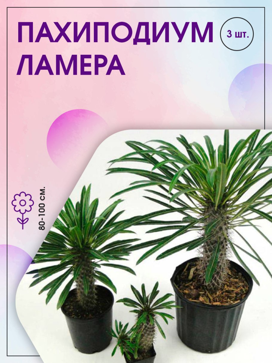 Мадагаскарская Пальма пахиподиум