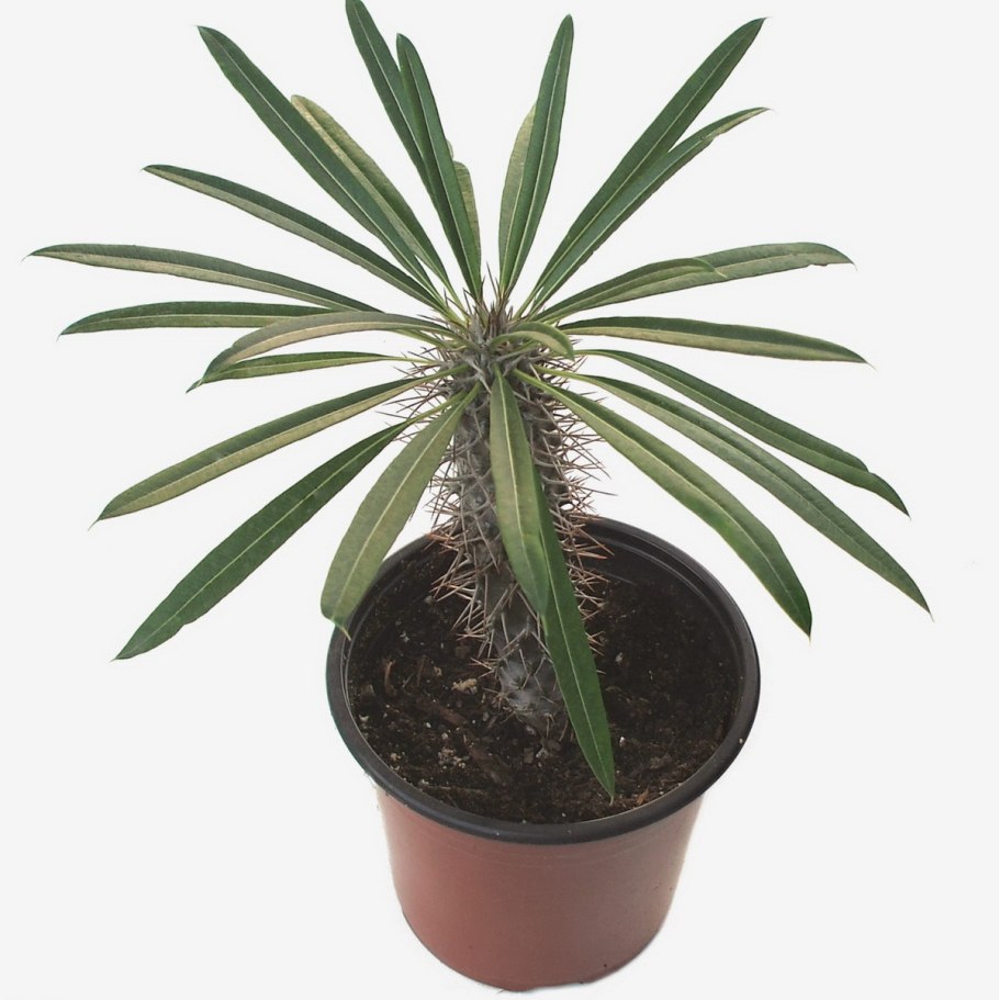 Пахиподиум молочай