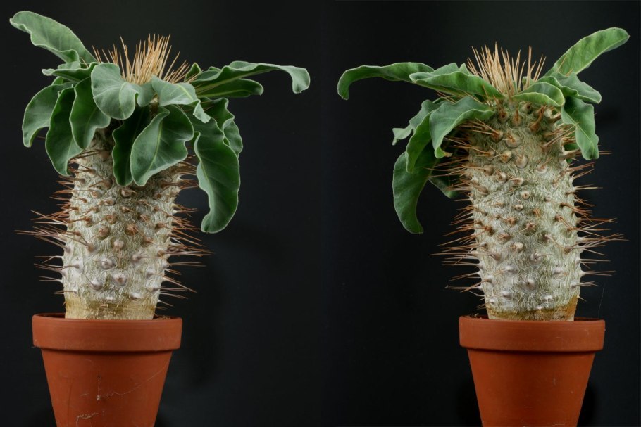 Пахиподиум ламера