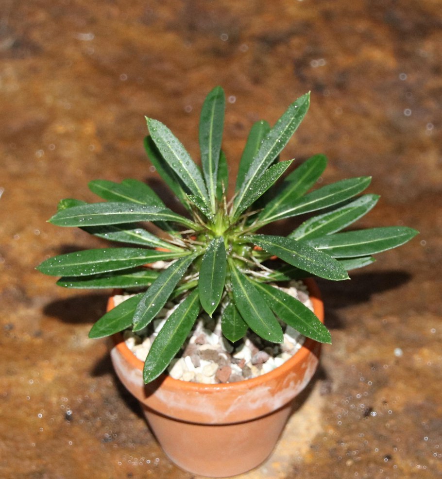 Пахиподиум Сандерса