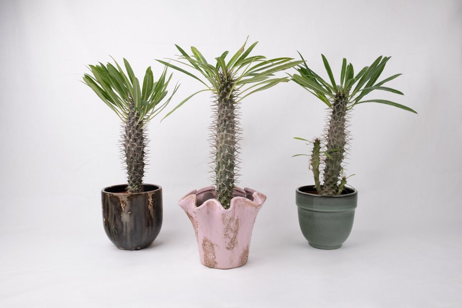 Пахиподиум цветение