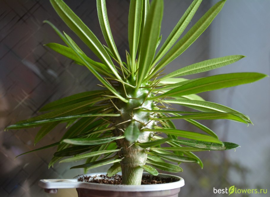 Пахиподиум ламера горшок