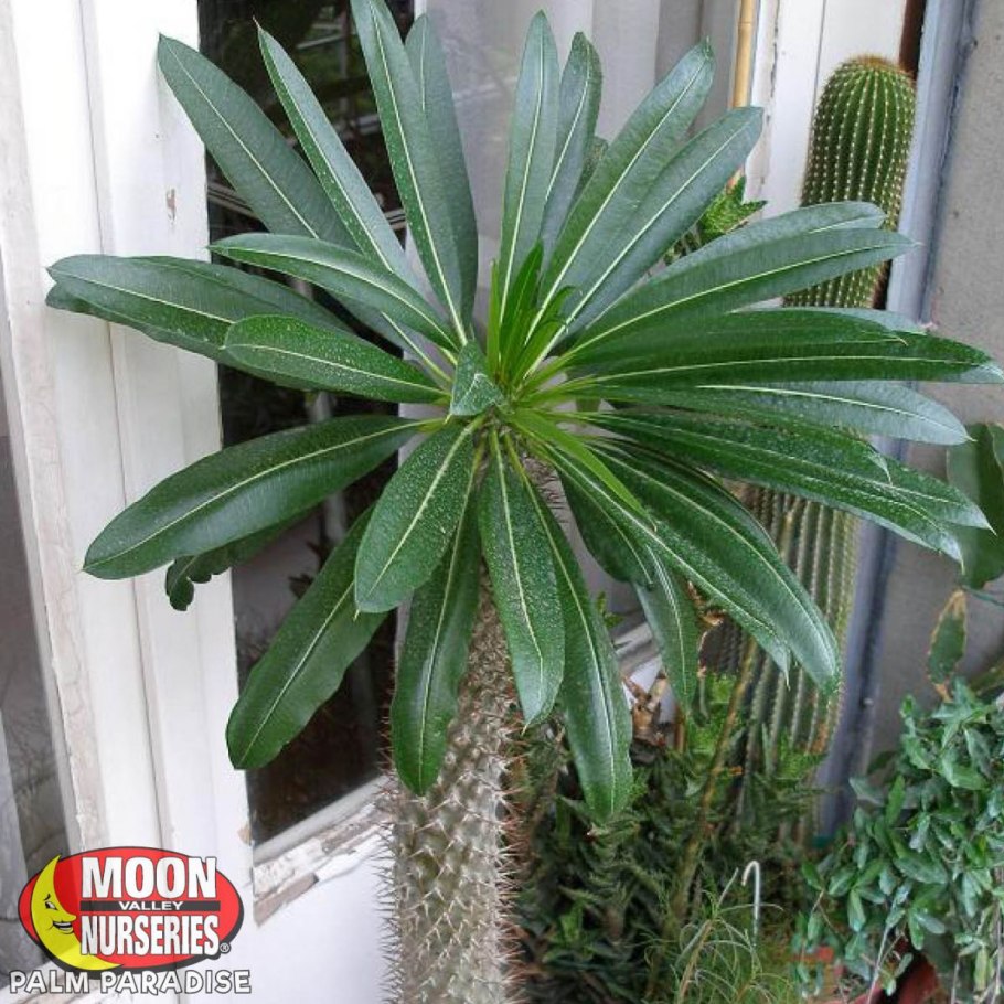 Пахиподиум молочай