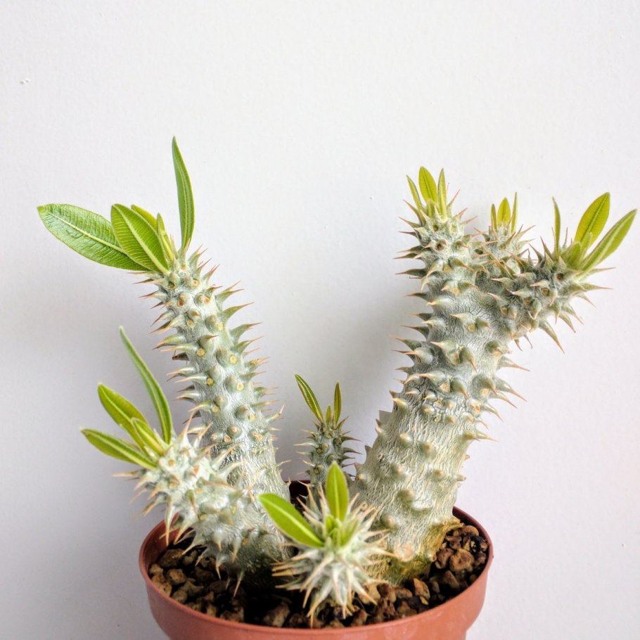 Пахиподиум Сандерса Pachypodium saundersii