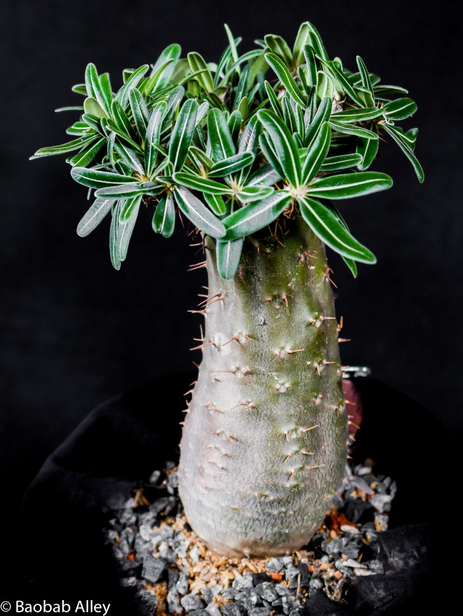 Мадагаскарская Пальма пахиподиум