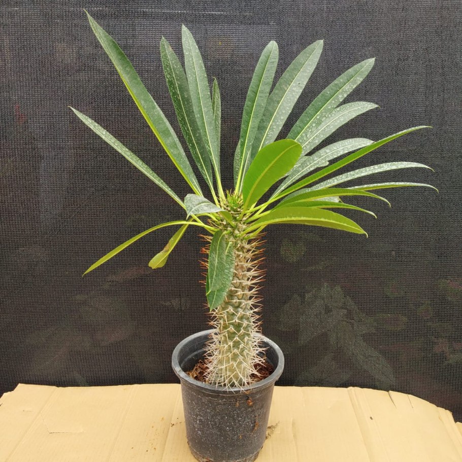 Пахиподиум цветение