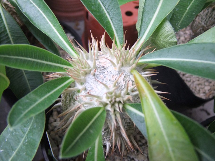 Цветок пахиподиум