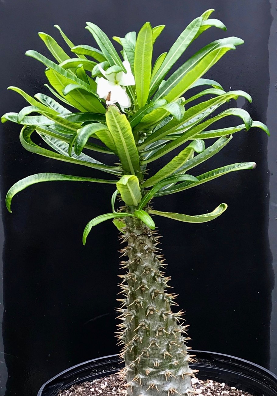 Кактус пахиподиум ламера