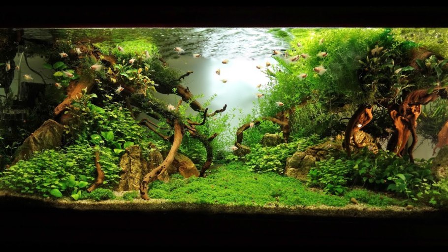 Травники аквариумы Амано