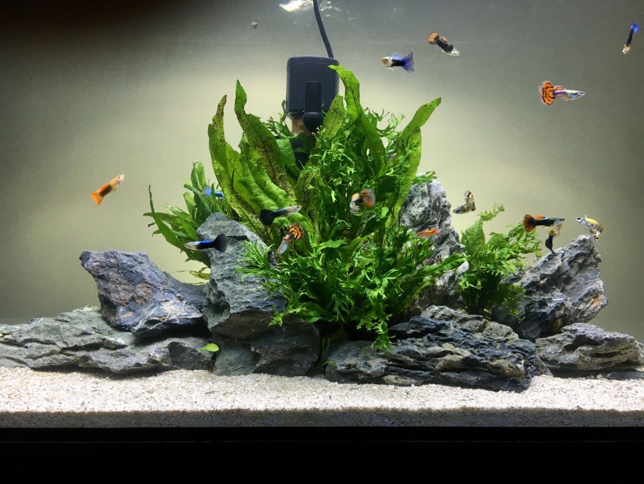 Акваскейп с корягами и камнями