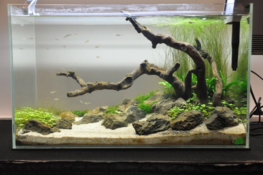 Акваскейп с корягами и камнями