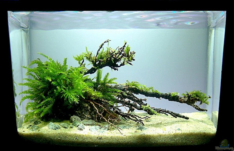 Азалия акваскейп хардскейп