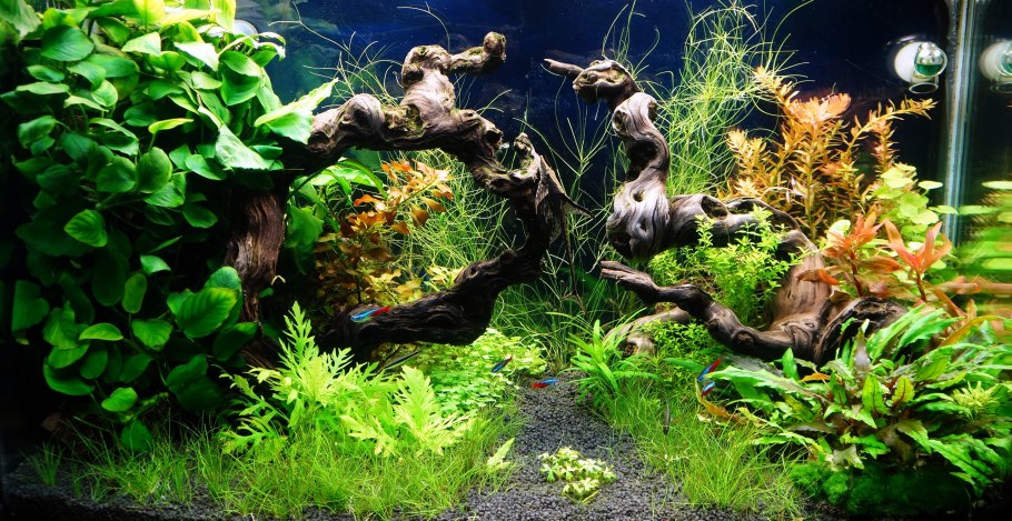 Азалия акваскейп хардскейп