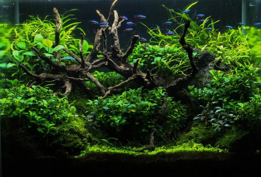 Акваскейп промоушн