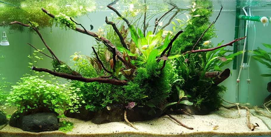 Аквариум лава травник