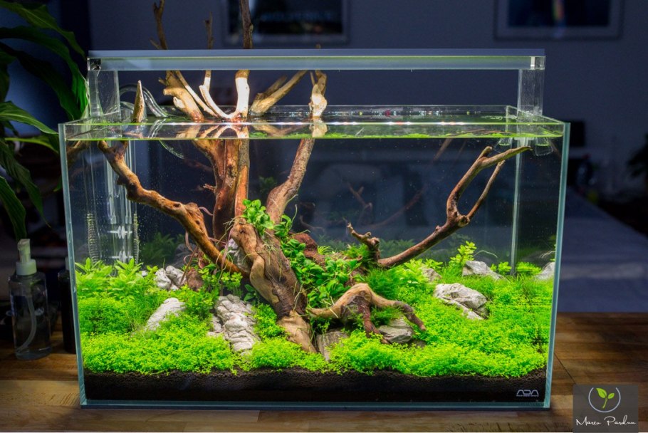 Акваскейпинг 60 литров