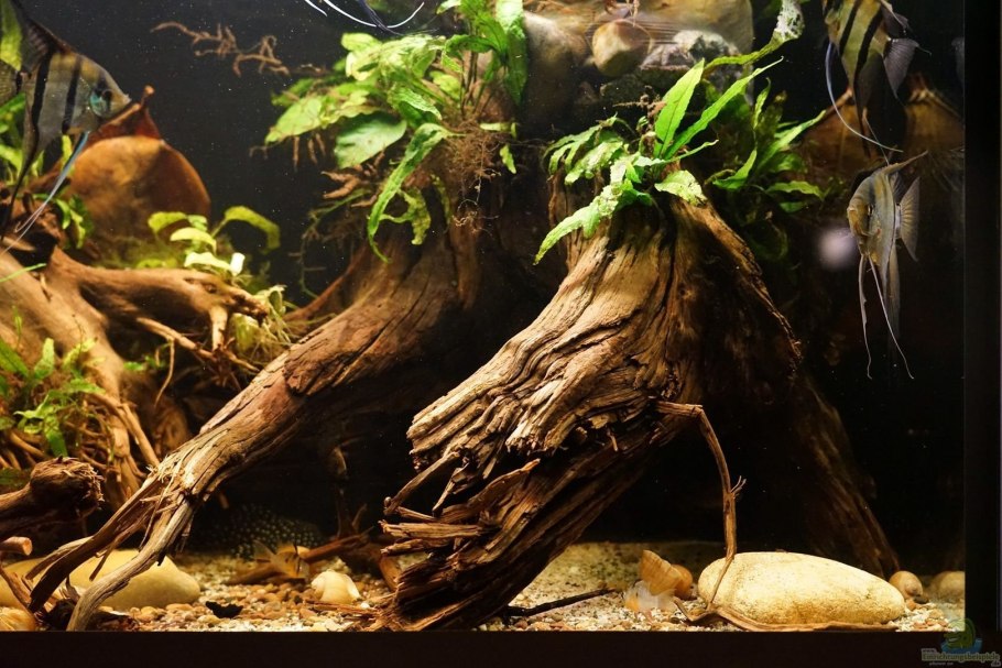 Акваскейп биотоп